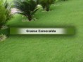 /album/galeria-de-fotos-pagina-inicial/a38ca89564b2259401518960f7a06f94b-jpg/